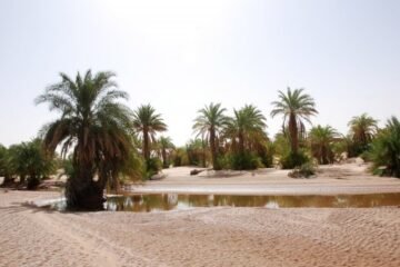 RALLYE OILYBIA DE TUNISIE 2011 : PUR ET DUR…