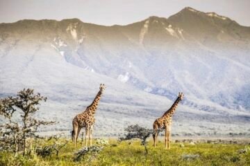 34 INSCRITS AU SAFARI KENYA