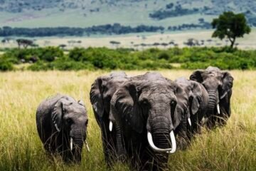 PLEINE NATURE : LE DÉFI DU SAFARI APPROCHE !